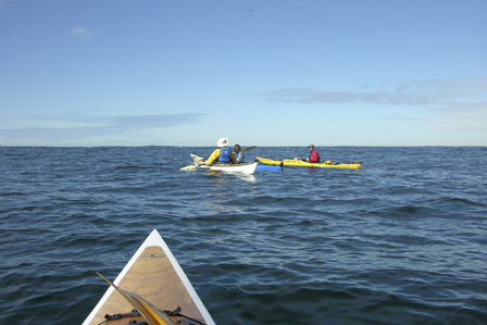 Whale Watching from my kayak