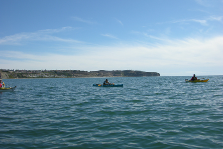 Whale Watching off Dana Point, CA